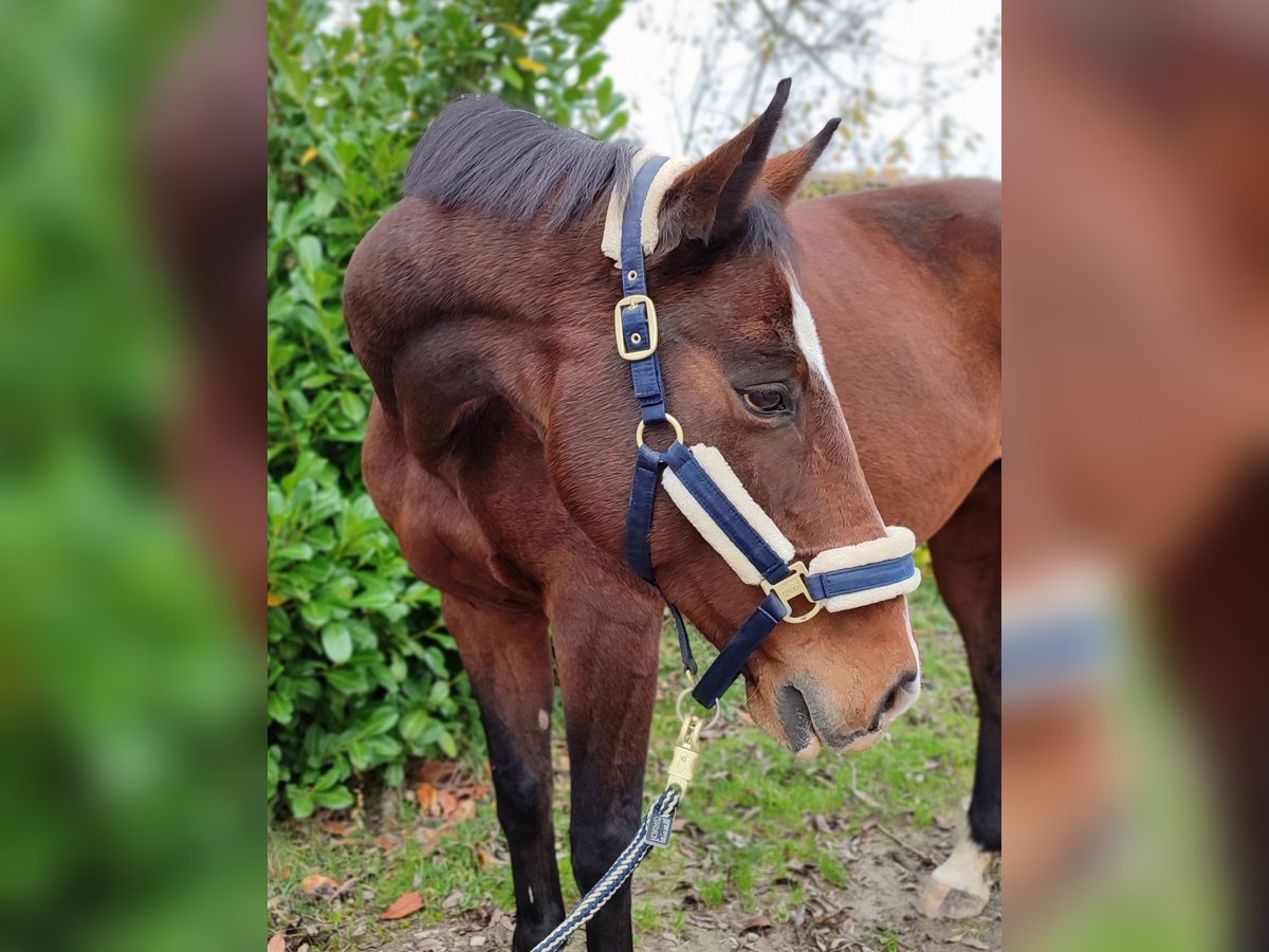 Holstein Mare 13 years 16,1 hh Brown in Königsbach-Stein