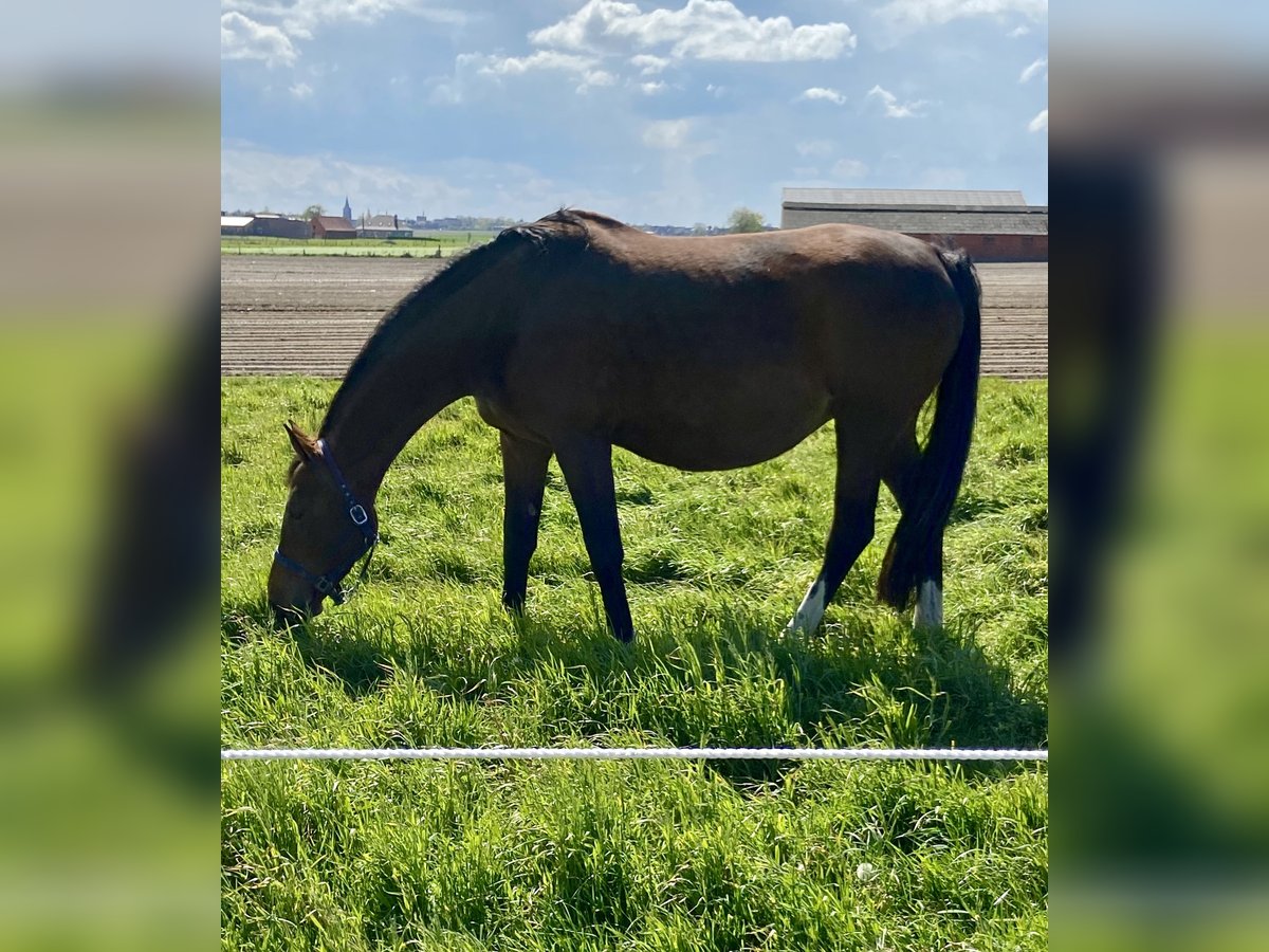 Holstein Mare 13 years 16,2 hh Brown in Torhout