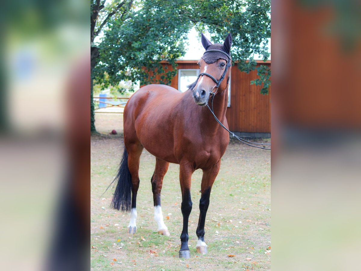 Holstein Mare 13 years 16,2 hh Brown in Hennef