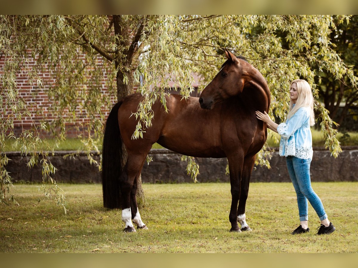 Holstein Mare 13 years 16,2 hh Brown in Kleve