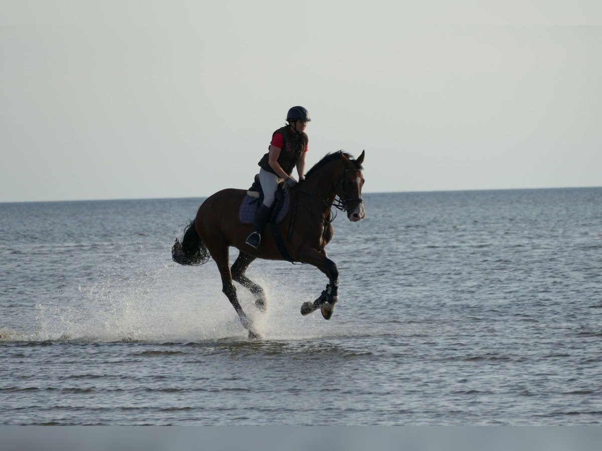 Holstein Mare 13 years 16,2 hh Brown-Light in Rantrum