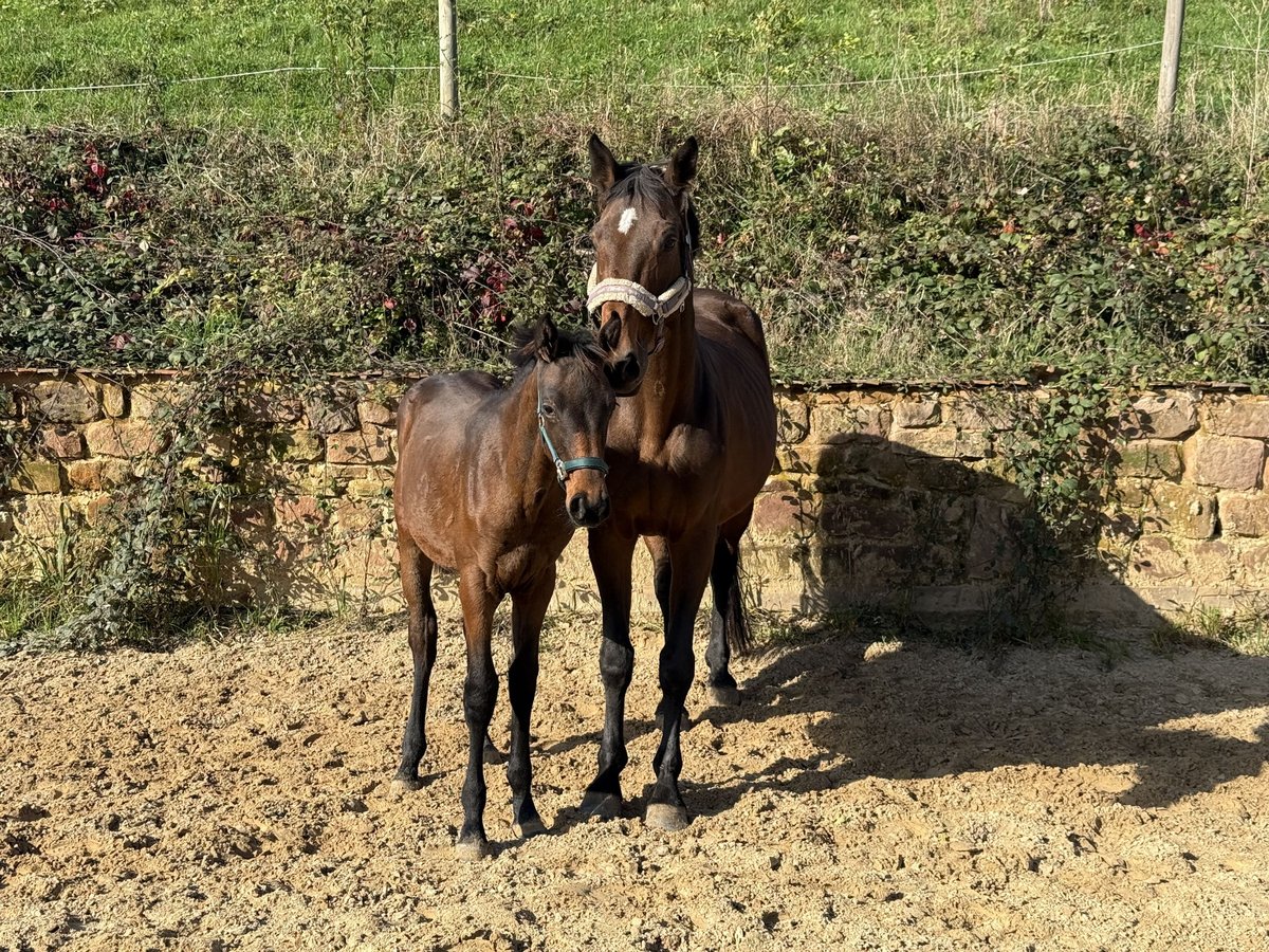 Holstein Mare 13 years 16,3 hh Brown in Blieskastel