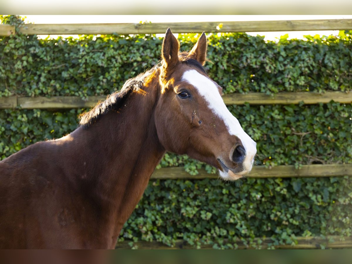 Holstein Mare 13 years 16 hh Brown in Waddinxveen