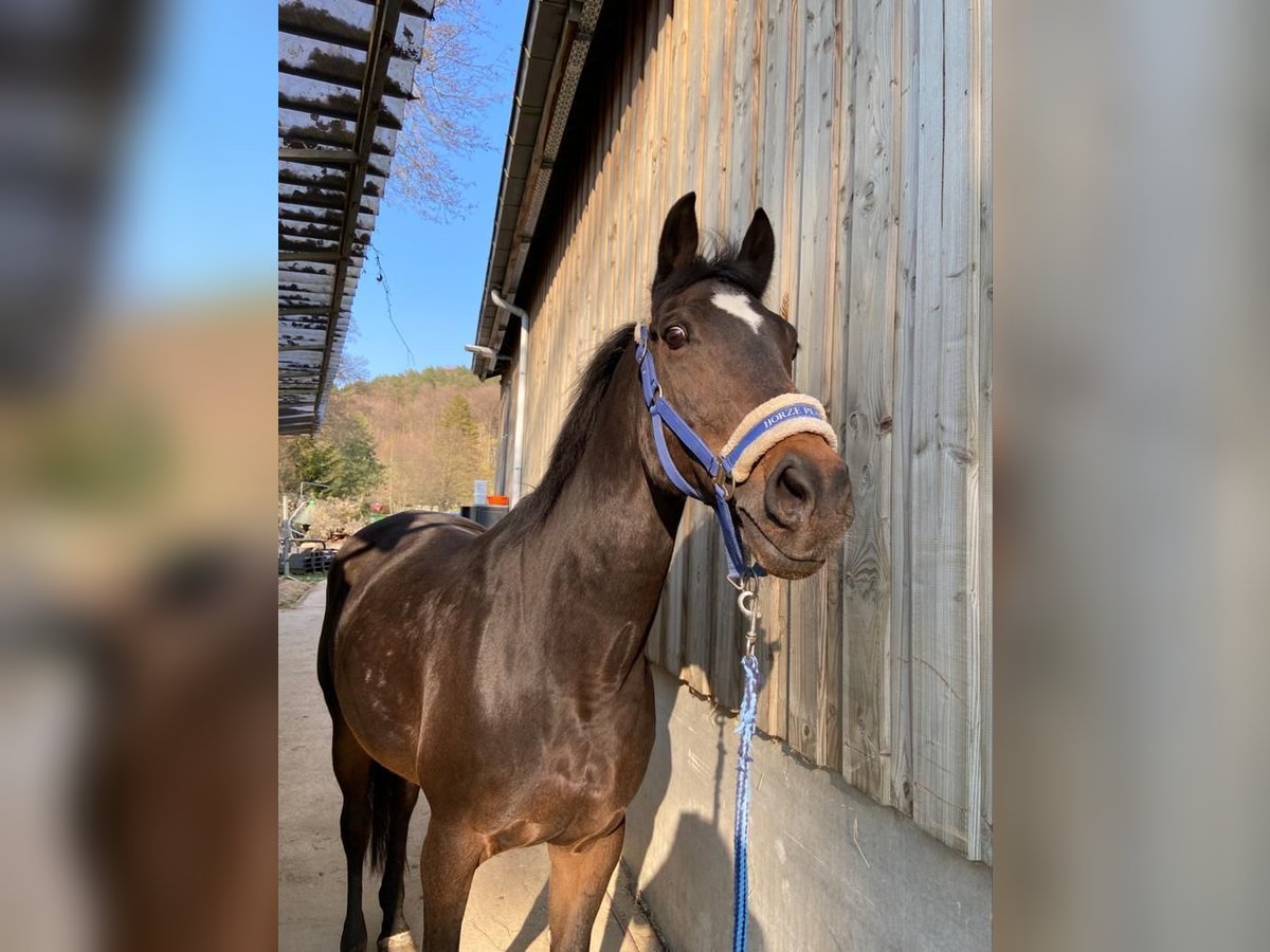 Holstein Mare 14 years 15,2 hh Bay-Dark in Canach