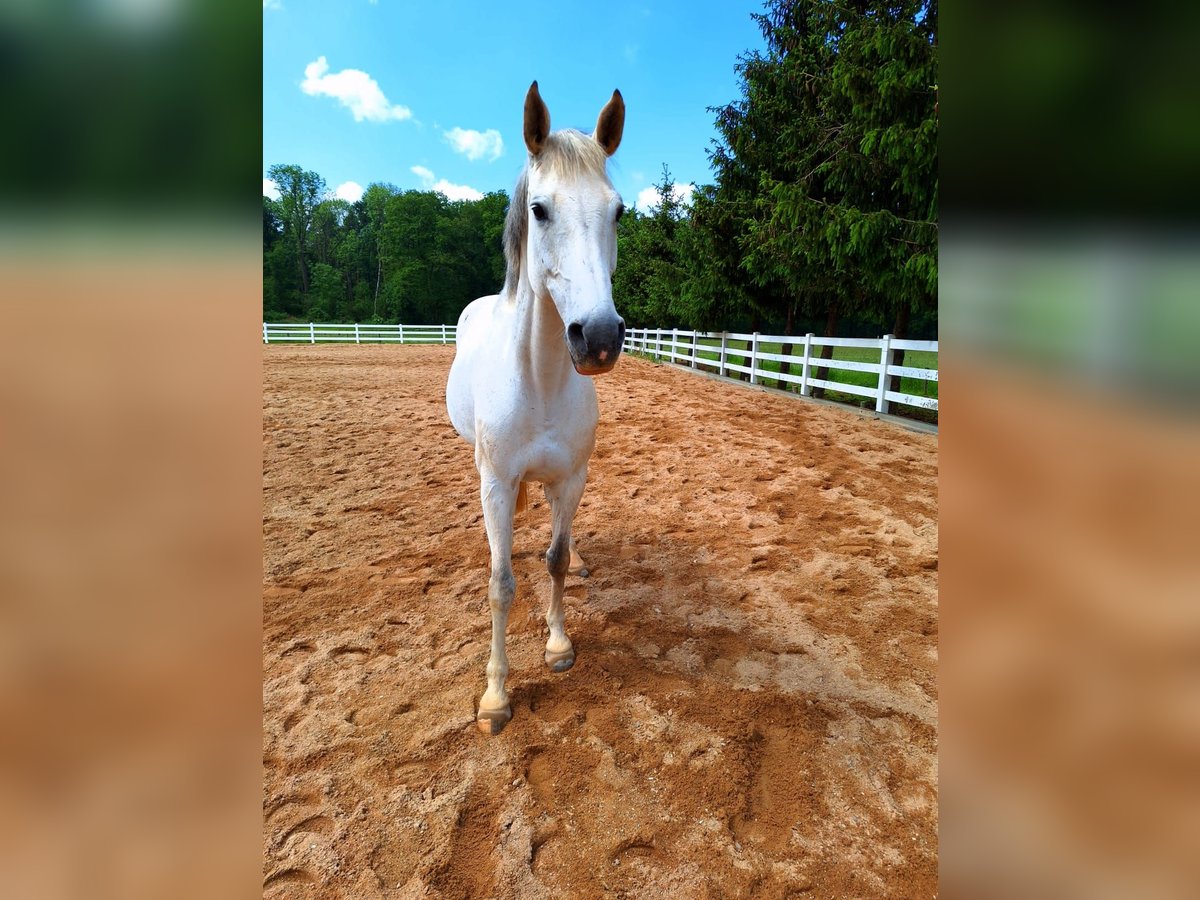 Holstein Mare 14 years 15,3 hh Gray-Dapple in Euskirchen