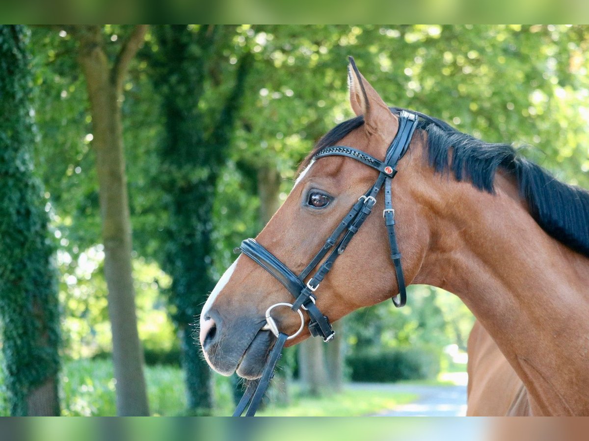Holstein Mare 14 years 15,1 hh in Glandorf