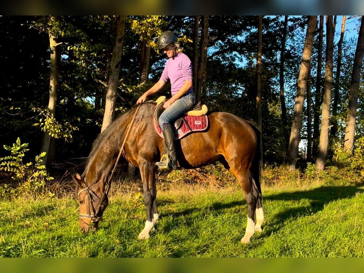 Holstein Mare 14 years 15,3 hh Brown in Wonfurt Holstein Mare 14 years 15,3 hh Brown in Wonfurt