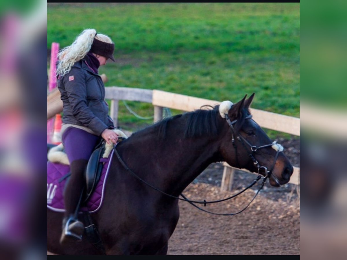 Holstein Mare 14 years 16,1 hh Black in Aying