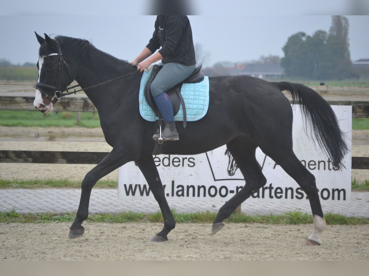 Holstein Mare 14 years 16,2 hh Black in wuustwezel