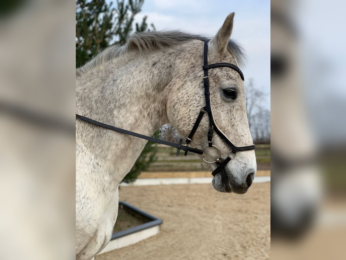 Holstein Mare 14 years 16 hh Gray in Daldorf