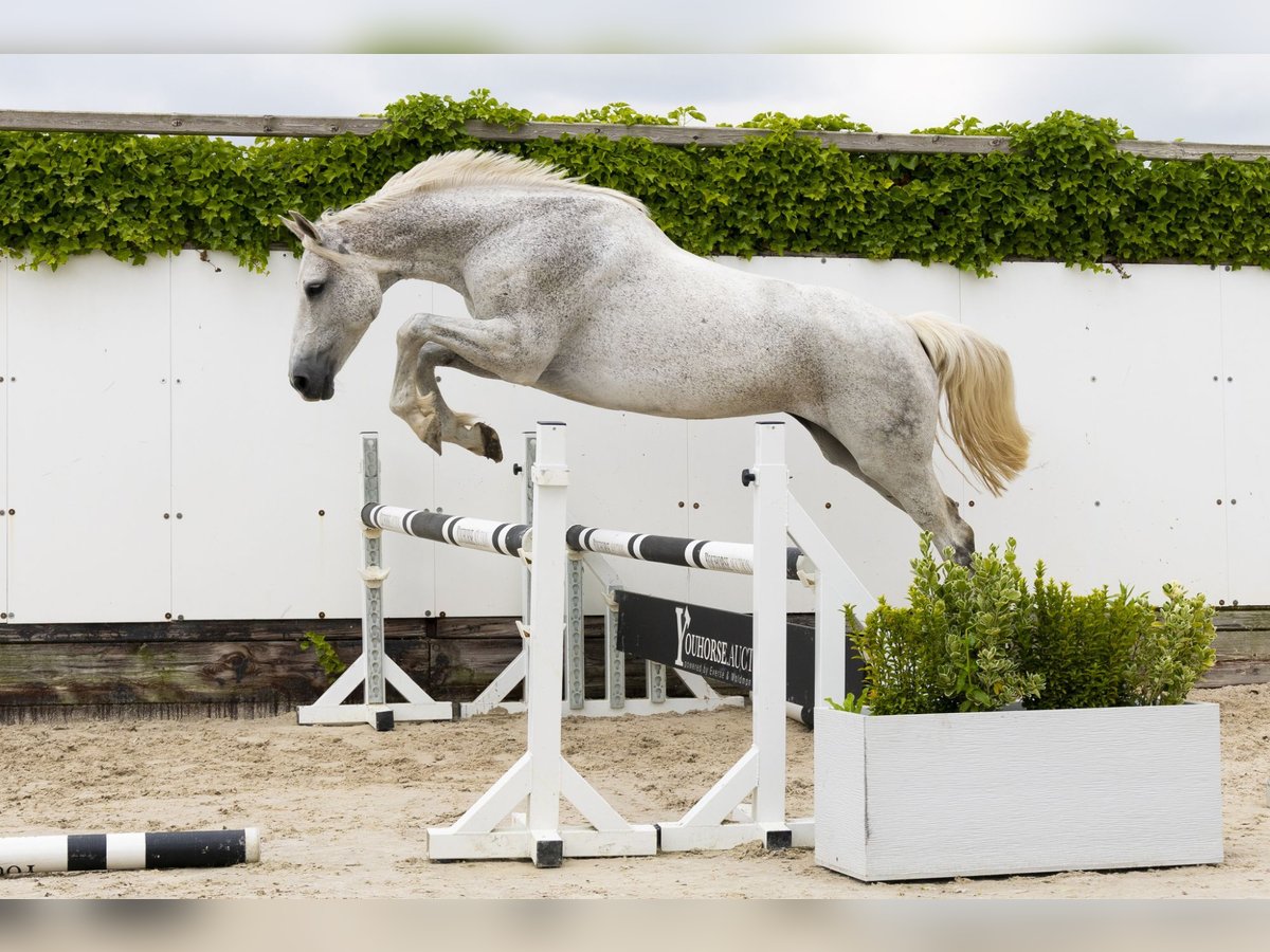 Holstein Mare 14 years 16,1 hh Gray in Waddinxveen
