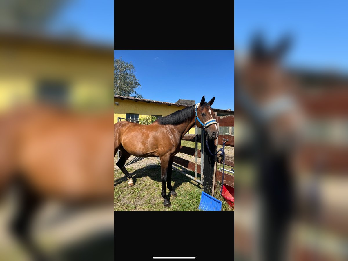 Holstein Mare 15 years 15,2 hh Brown in Vietlübbe