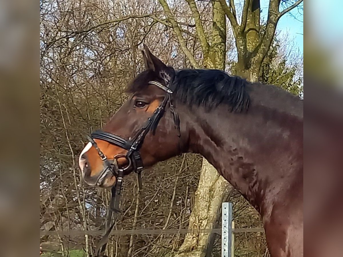 Holstein Mare 15 years 16,1 hh Brown in Gaushorn