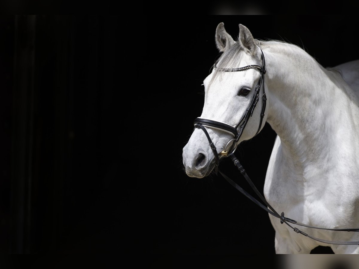 Holstein Mare 15 years 16,1 hh Gray in Steinenbronn