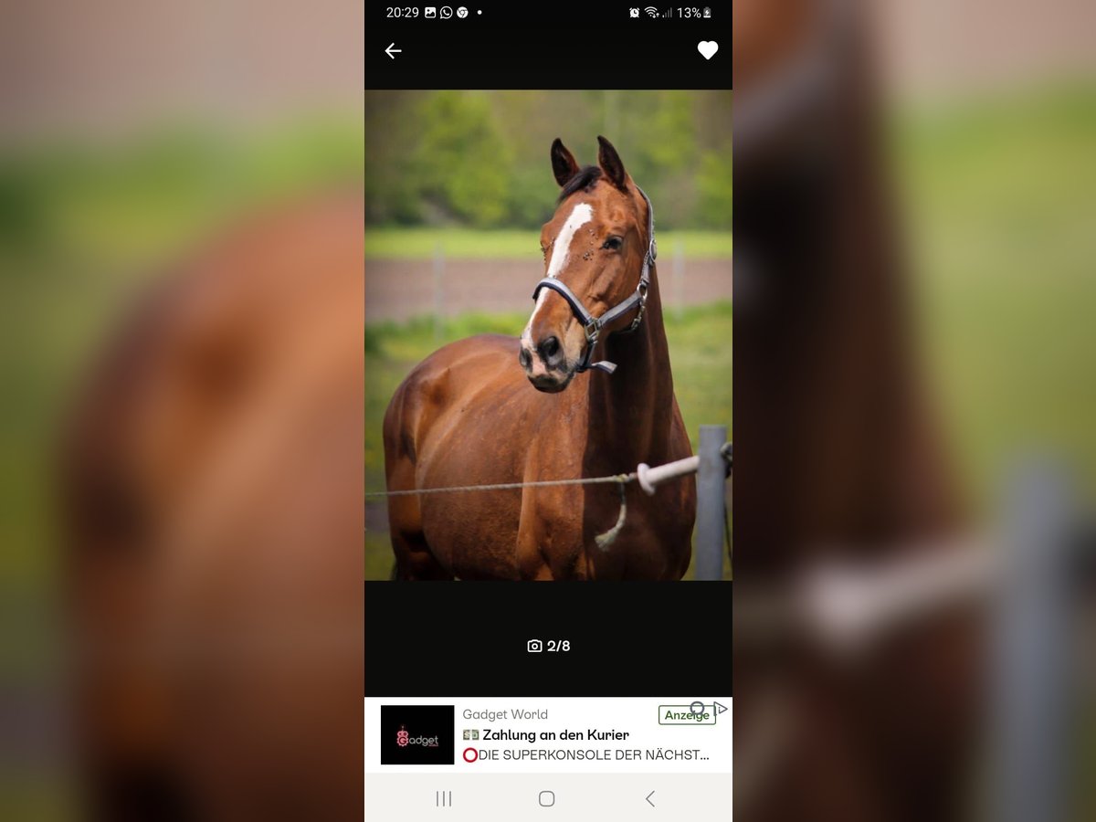 Holstein Mare 15 years 16 hh Brown in Westoverledingen