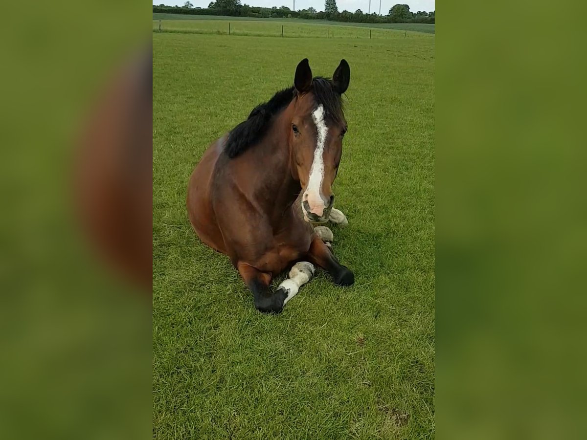 Holstein Mare 15 years 16 hh Brown in Sörup