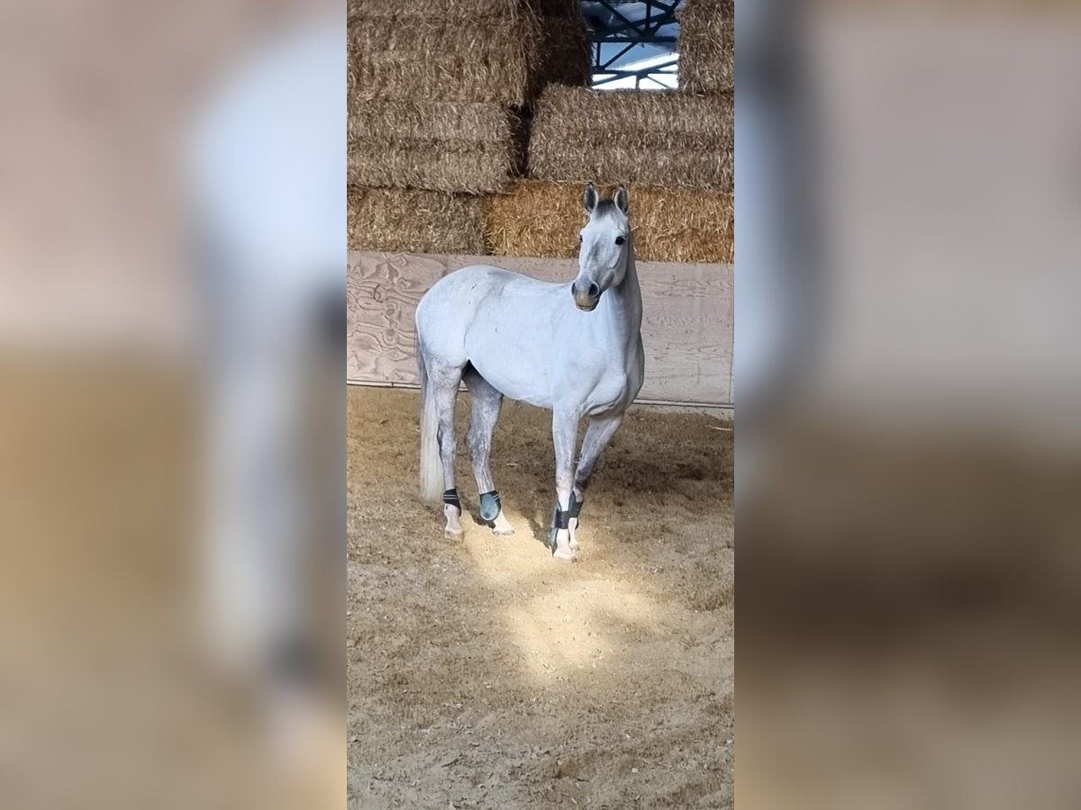 Holstein Mare 15 years 16 hh Gray-Dapple in Euskirchen