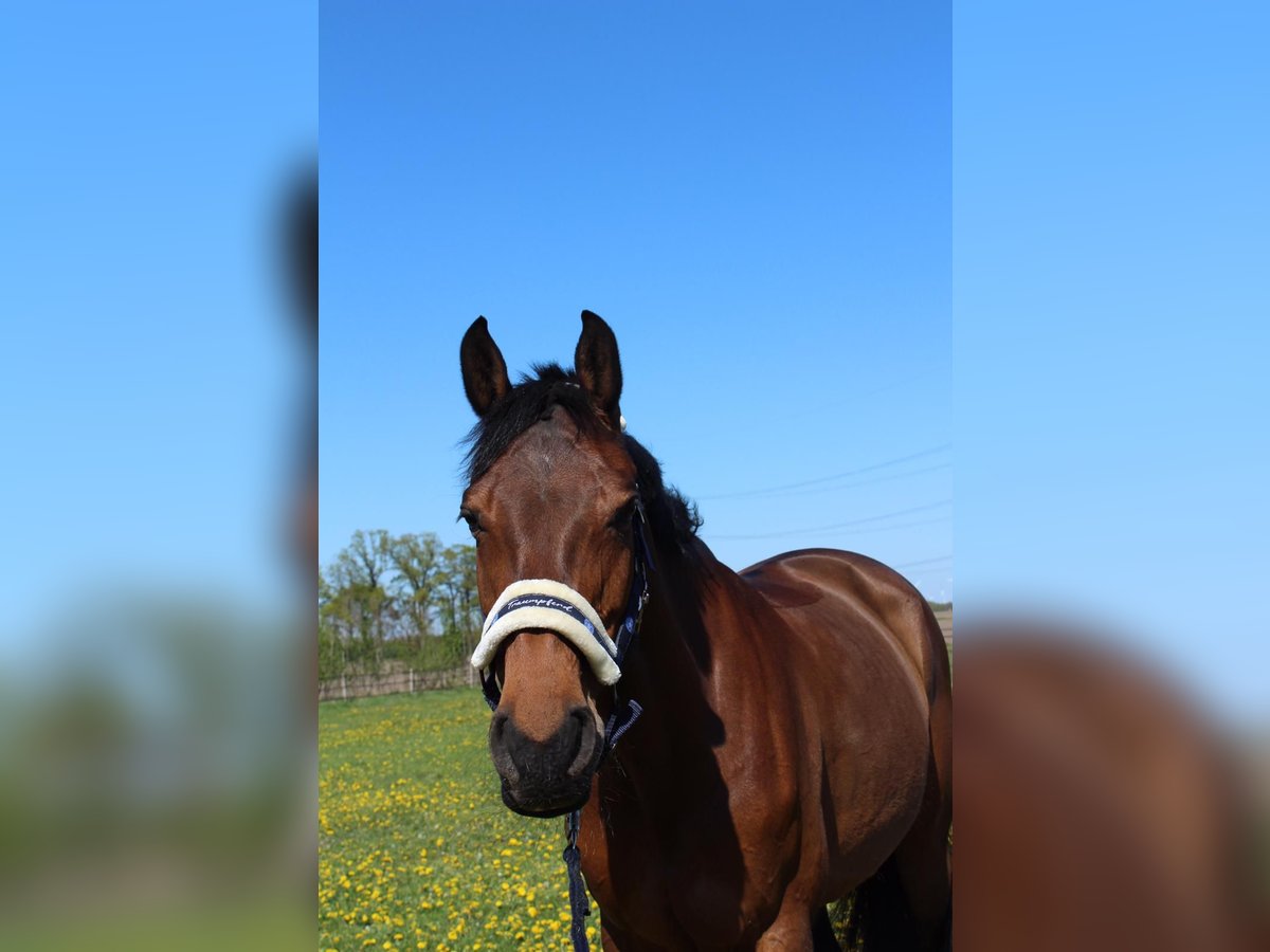 Holstein Mare 15 years 16,1 hh Brown in Osnabr&#xFC;ck