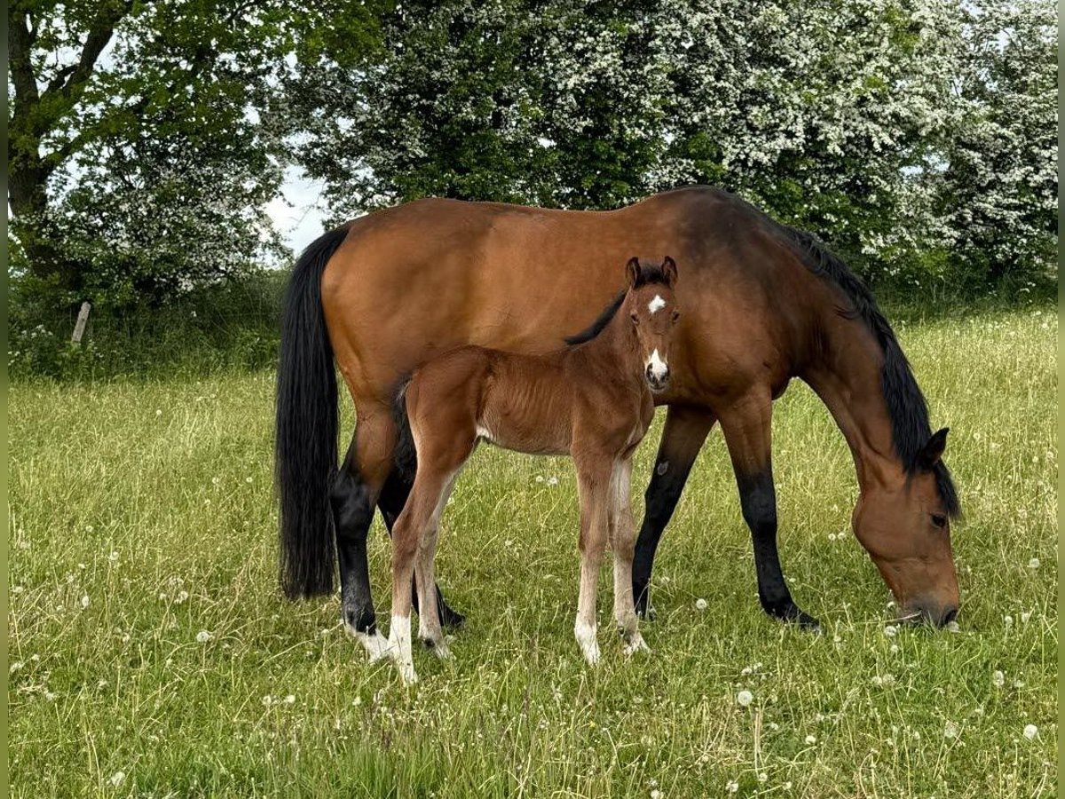 Holstein Mare 15 years 16,2 hh Brown in Bargenstedt