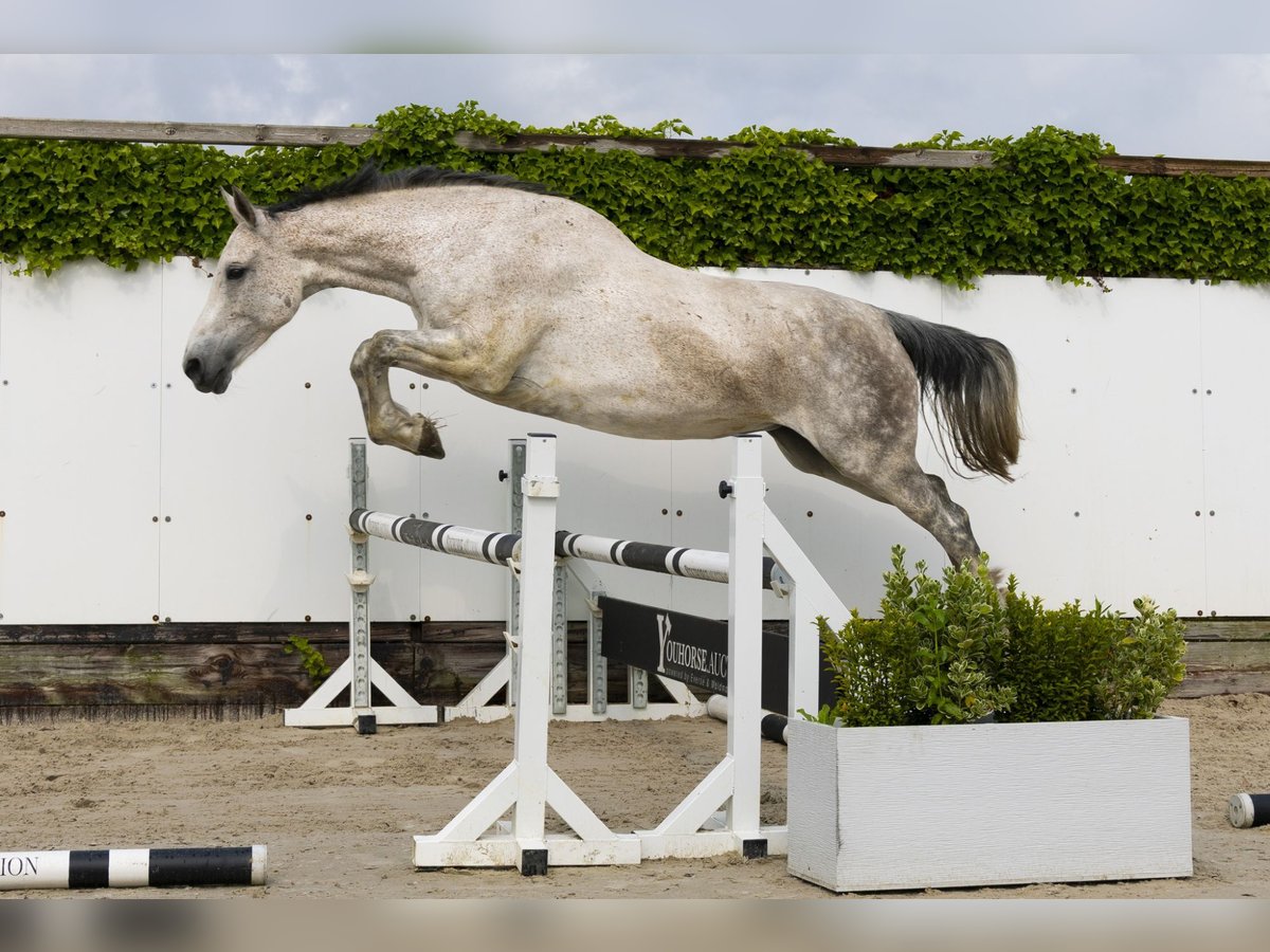 Holstein Mare 15 years 16,3 hh Gray in Waddinxveen