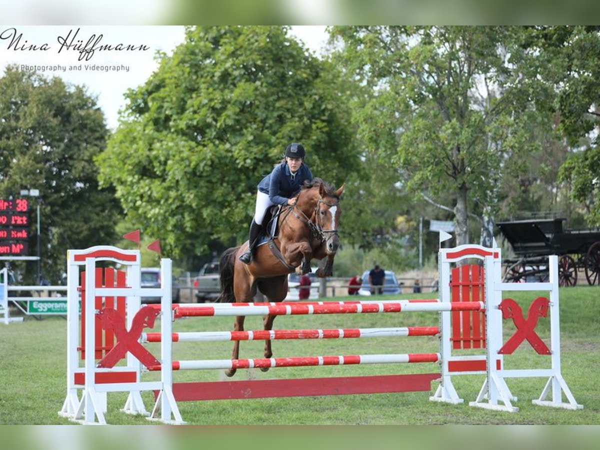 Holstein Mare 16 years 16,2 hh Chestnut-Red in SchwarmstedtEssel