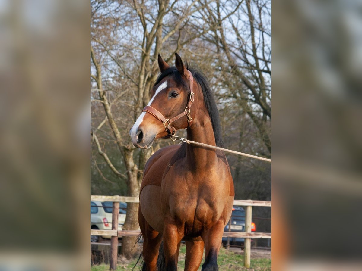 Holstein Mare 16 years 16 hh Brown in Emkendorf