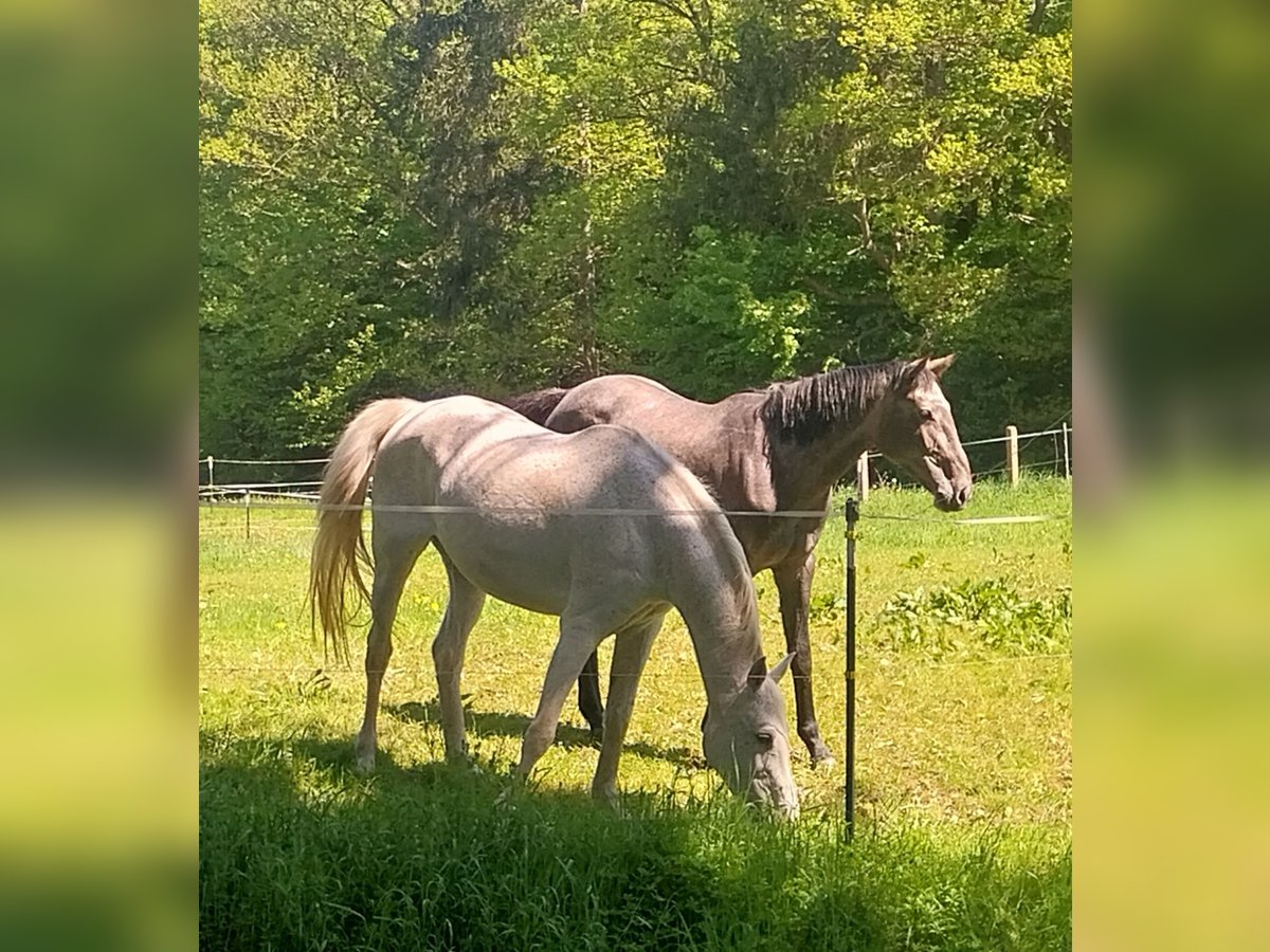 Holstein Mare 16 years 16 hh Gray in Wingerode