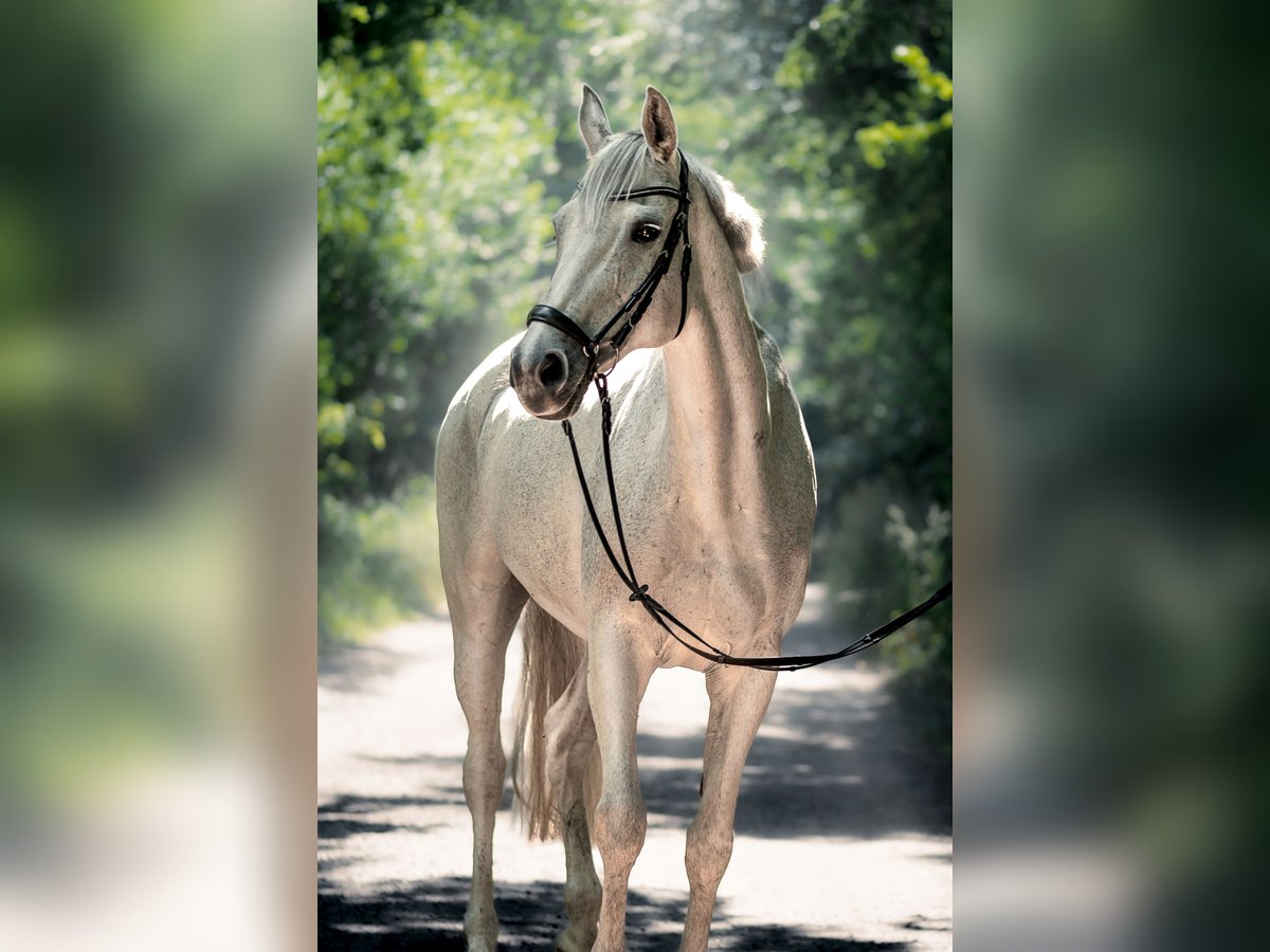 Holstein Mare 16 years 16 hh Gray in Kükels