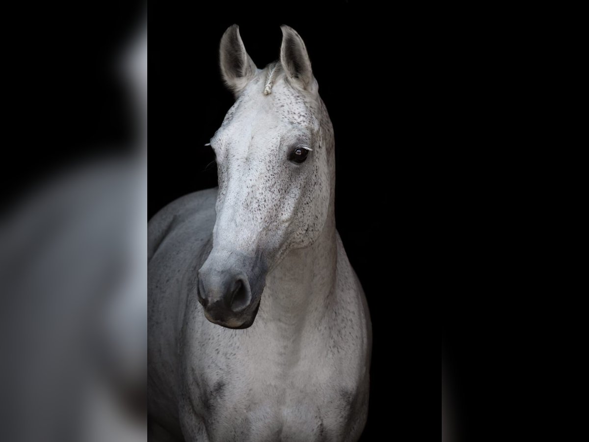 Holstein Mare 16 years 16 hh Gray in Finsing