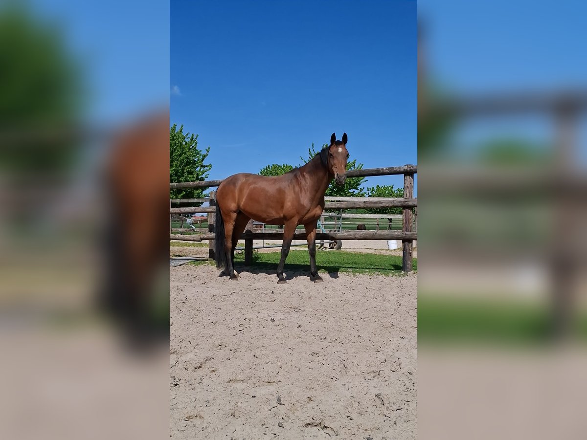 Holstein Mare 16 years 16,1 hh in Maastricht