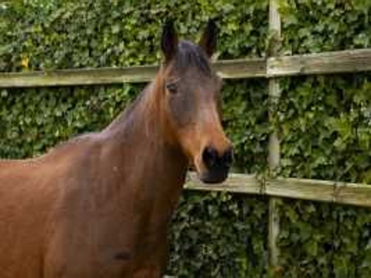 Holstein Mare 17 years 15,2 hh Brown in Waddinxveen