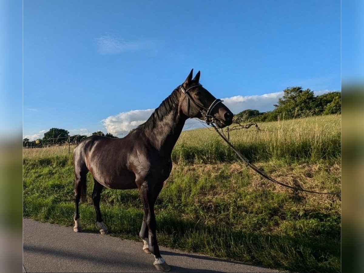 Holstein Mare 17 years 16,3 hh Bay-Dark in Bordesholm