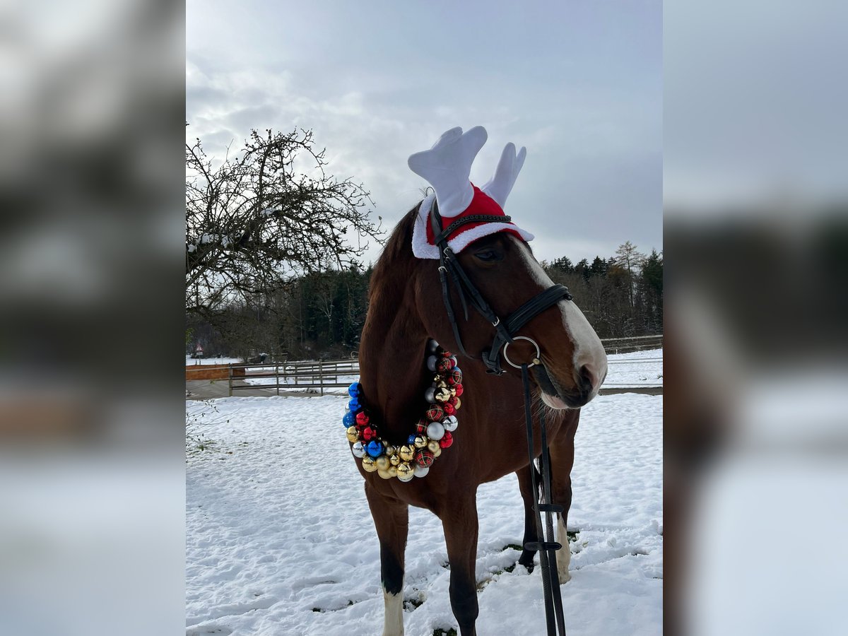 Holstein Mare 17 years 16,3 hh Brown in Allensbach