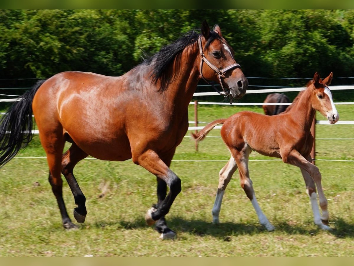 Holstein Mare 17 years 16 hh Brown in Dietfurt an der Altm&#xFC;hl
