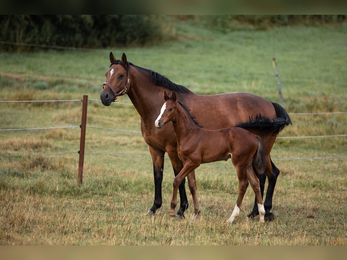 Holstein Mare 17 years 16 hh Brown in Dietfurt an der Altmühl