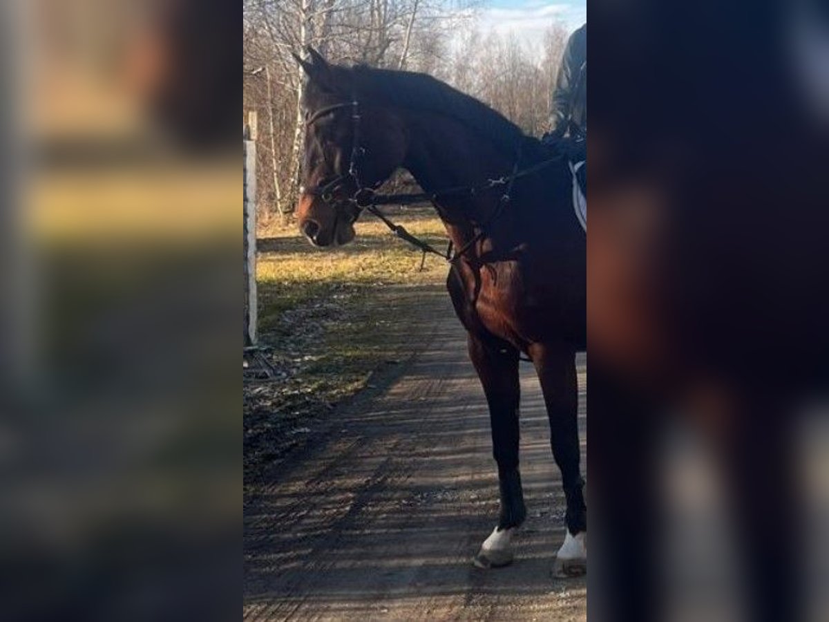 Holstein Mare 17 years 16 hh Brown in Mietingen