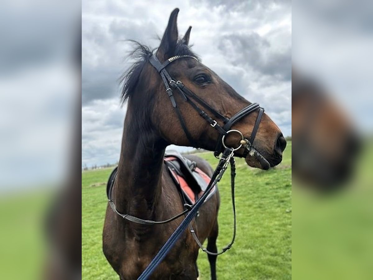 Holstein Mare 17 years 16 hh Brown in Malchin