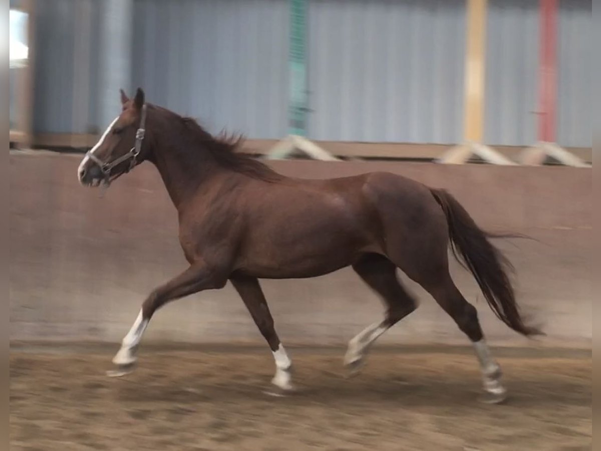 Holstein Mare 17 years 16 hh Chestnut-Red in Struvenhütten