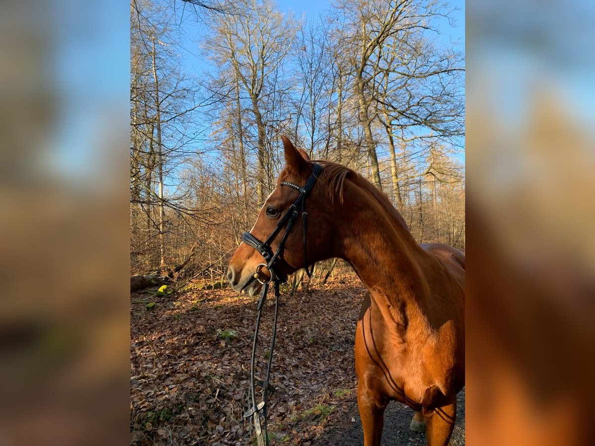 Holstein Mare 17 years 16 hh Chestnut-Red in Oberursel