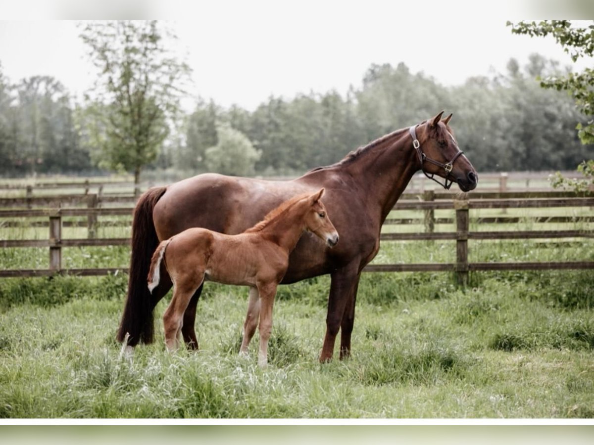 Holstein Mare 17 years 16,2 hh Chestnut in Oudenaarde