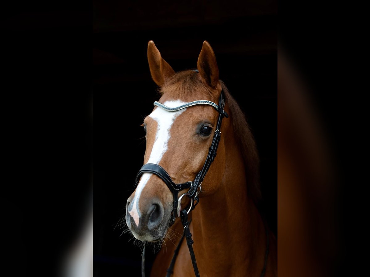 Holstein Mare 18 years 15,3 hh Chestnut-Red in Gudensberg