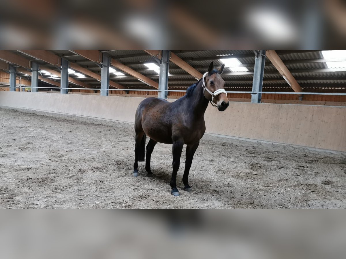 Holstein Mare 18 years 16,1 hh Brown in Fränkisch-Crumbach