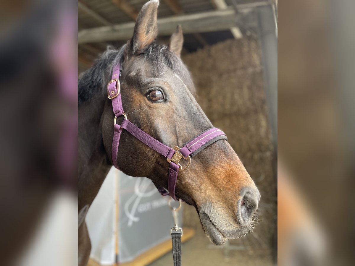 Holstein Mare 18 years 16,2 hh Bay-Dark in Dortmund