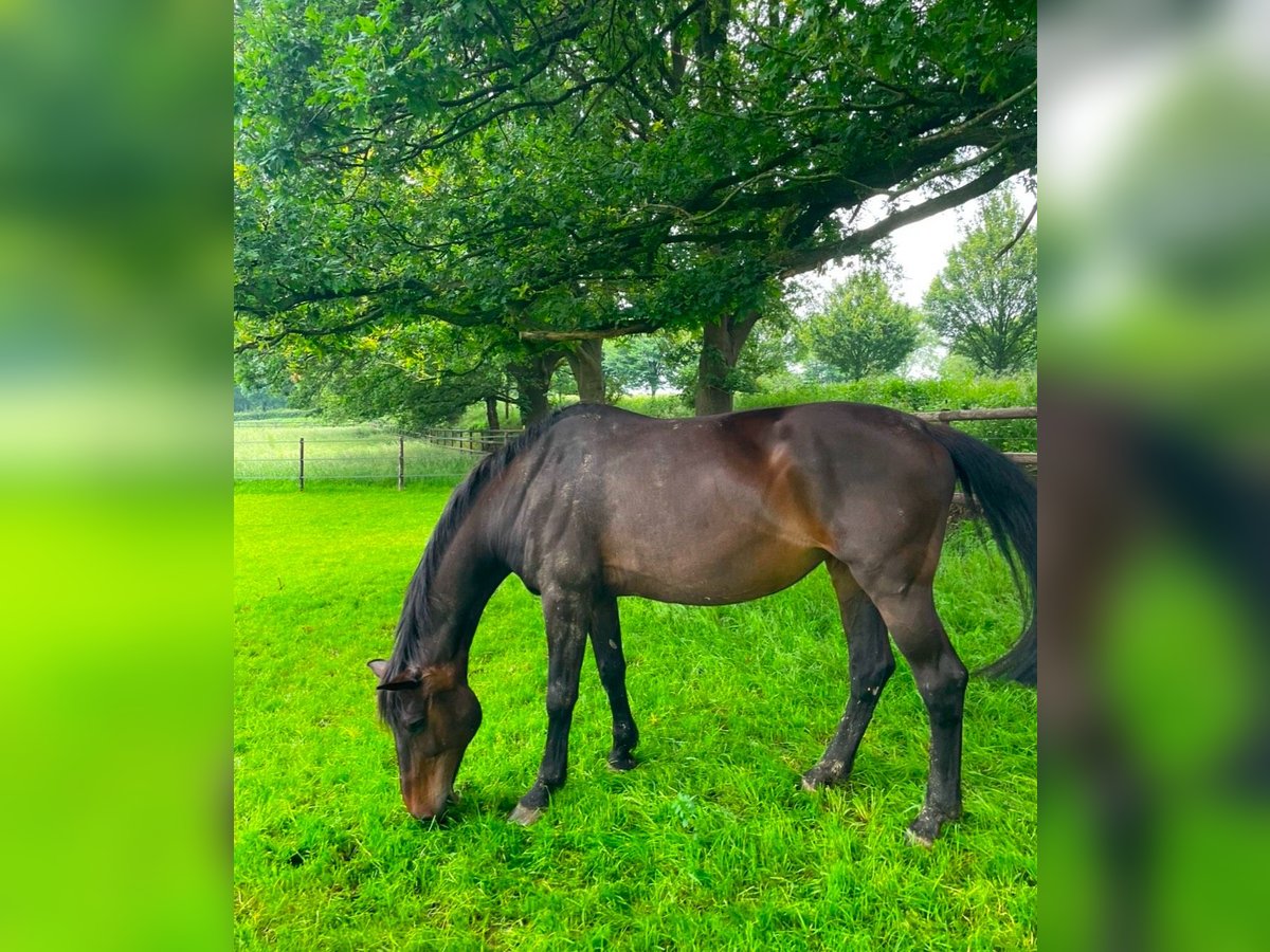 Holstein Mare 18 years 16,3 hh Brown in Aachen