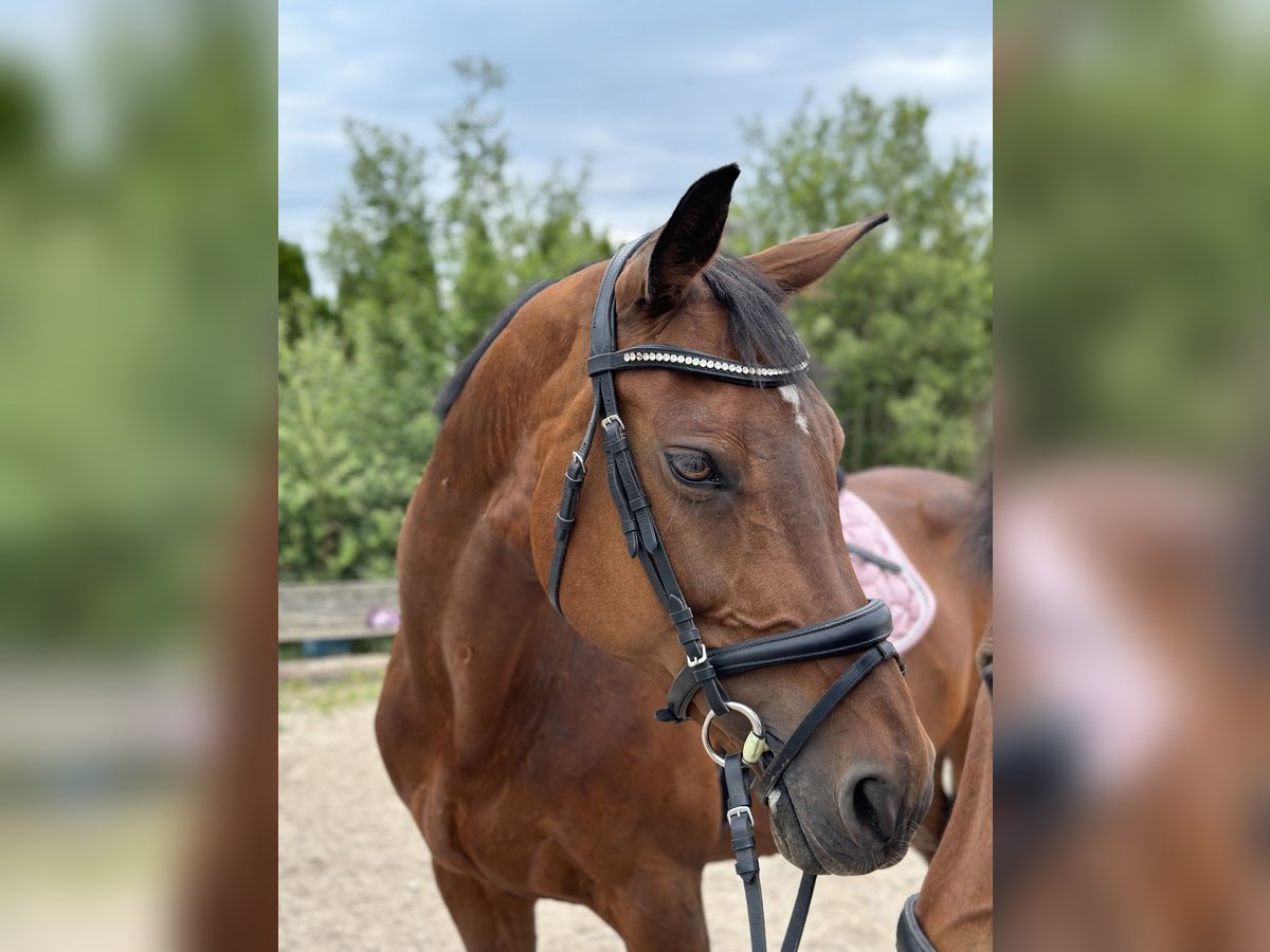 Holstein Mare 18 years 16,1 hh Brown in Berndorf