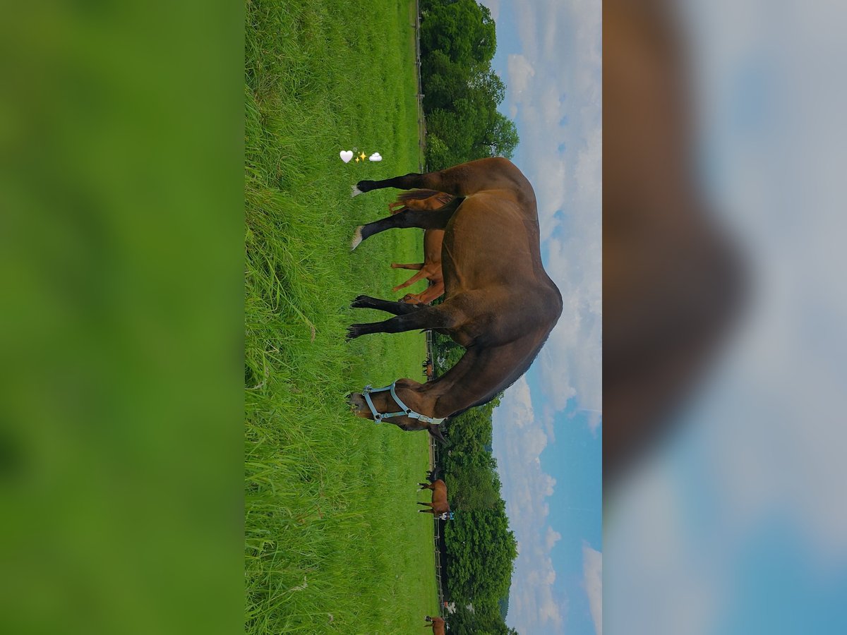 Holstein Mare 18 years 16,1 hh Brown in Hemer