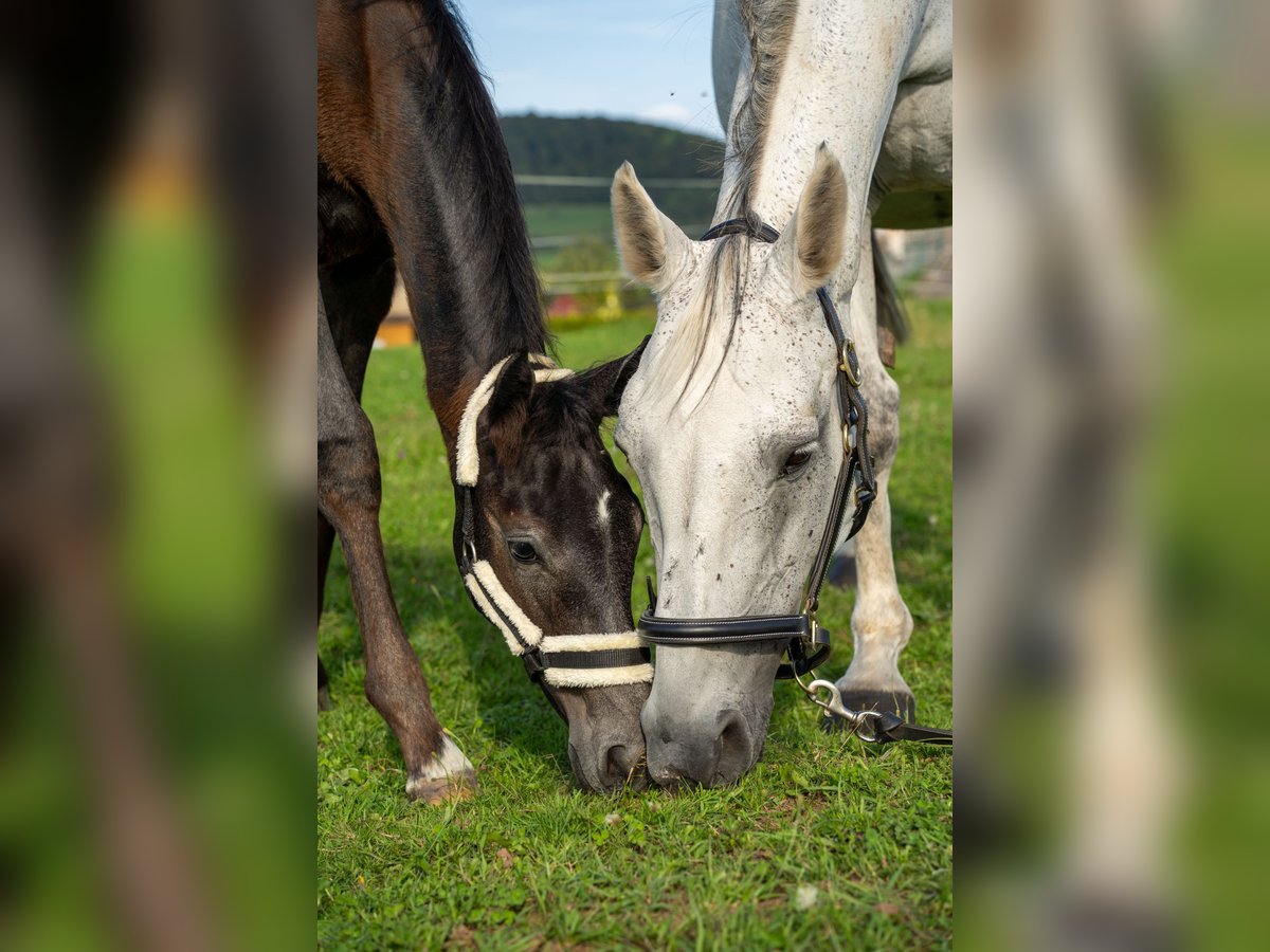 Holstein Mare 18 years 16,1 hh Gray in Stedtlingen
