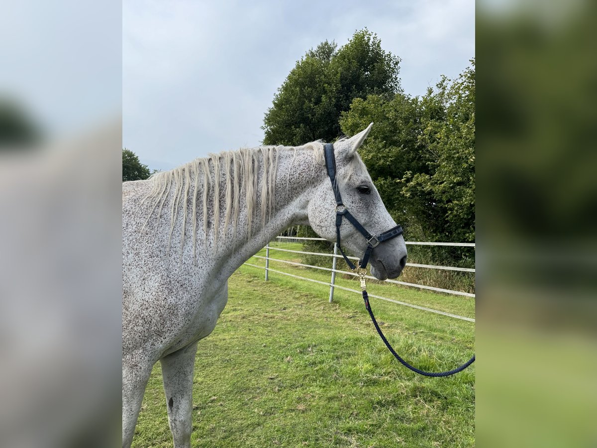Holstein Mare 18 years 17 hh Grey in Oersdorf