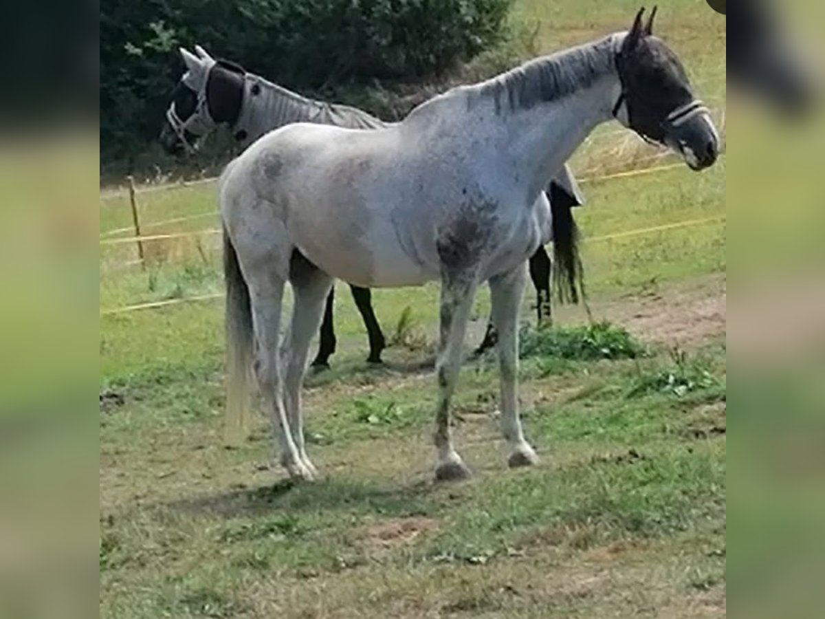 Holstein Mare 18 years 17 hh Grey in Oelsberg