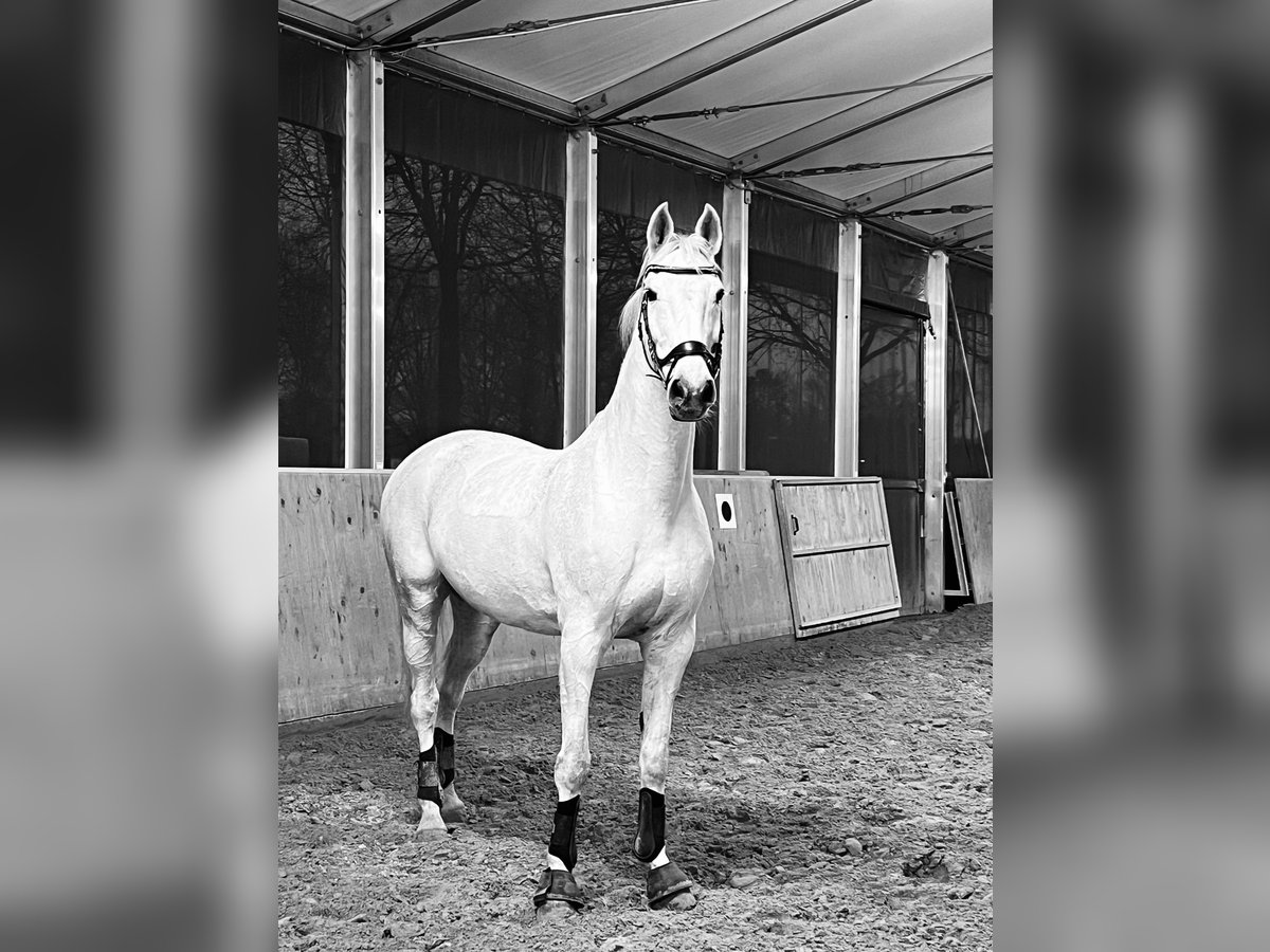 Holstein Mare 18 years 18 hh Grey in Delbr&#xFC;ck